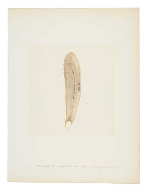 Auguste Bertsch, Mikroskopaufnahme eines Käferfühlers, (Melolonthinae), Albuminabzug 1853–1857
© als Sammlung by Jacques Herzog und Pierre de Meuron Kabinett, Basel.