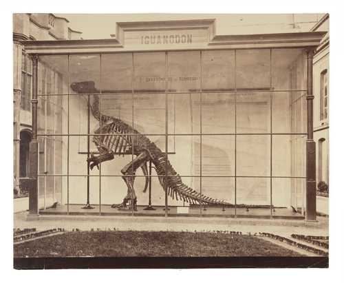E. Ghilain-Attenelle, Skelett eines Iguanodons in Brüssel E., Albuminabzug, 1883–1890
© als Sammlung by Jacques Herzog und Pierre de Meuron Kabinett, Basel.